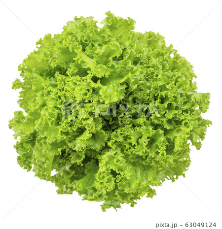 Lettuce isolated on white clipping path Lettuce isolated on white clipping path 63049124