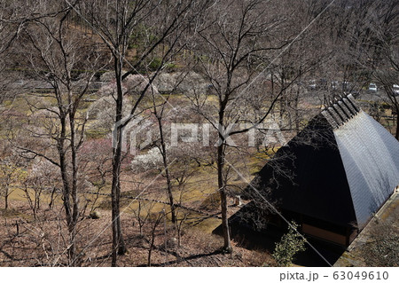 3月 秩父75梅園と梅花亭・秩父ミューズパーク 3月 秩父75梅園と梅花亭・秩父ミューズパーク 63049610
