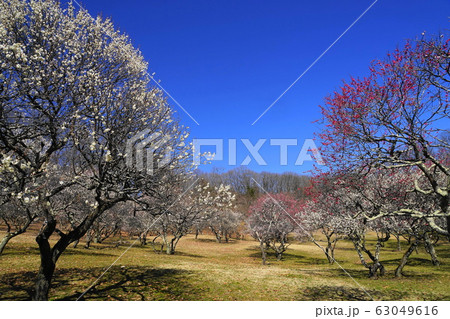 3月　秩父69梅園･秩父ﾐｭｰｽﾞﾊﾟｰｸ 63049616