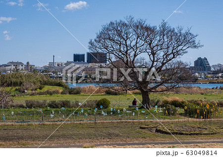 神奈川県平塚市 河川敷 神奈川県平塚市 河川敷 63049814
