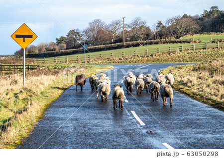 Herd of sheep is crossing street in Donegal - Ireland 63050298