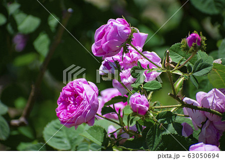 ピンク色の薔薇(シャポー ドゥ ナポレオン ) ピンク色の薔薇(シャポー ドゥ ナポレオン ) 63050694