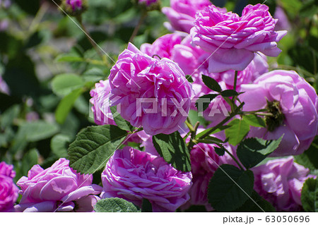 ピンク色の薔薇（シャポー ドゥ ナポレオン ） 63050696