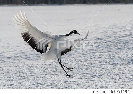 丹頂鶴・着地前 63051194