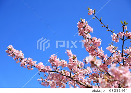 権現堂公園　春　河津桜　快晴 63051444