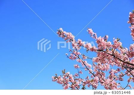 権現堂公園　春　河津桜　快晴 63051446