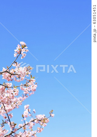 権現堂公園　春　河津桜　快晴 63051451