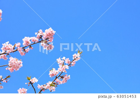 権現堂公園　春　河津桜　快晴 63051453