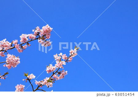 権現堂公園　春　河津桜　快晴 63051454