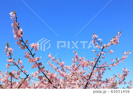 権現堂公園 春 河津桜 快晴 権現堂公園 春 河津桜 快晴 63051456