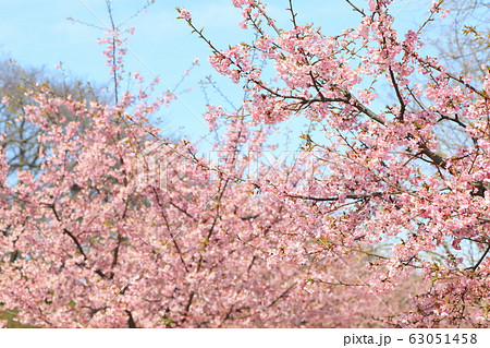 権現堂公園　春　河津桜　快晴 63051458