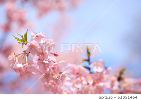 権現堂公園　春　河津桜　快晴 63051464