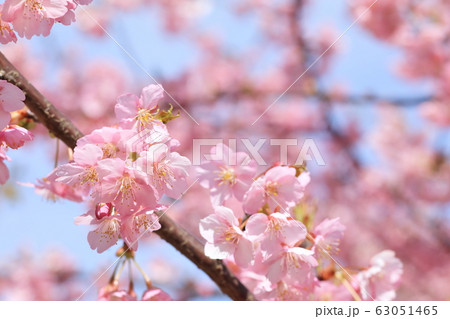 権現堂公園　春　河津桜　快晴 63051465