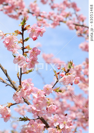 権現堂公園 春 河津桜 快晴 権現堂公園 春 河津桜 快晴 63051468