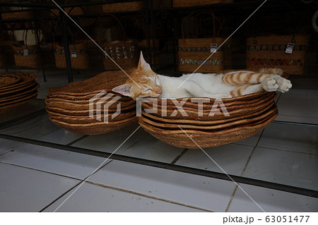 眠る猫 63051477