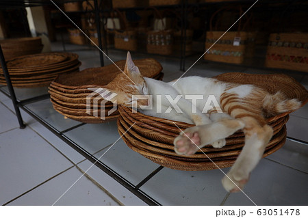 猫 猫 63051478