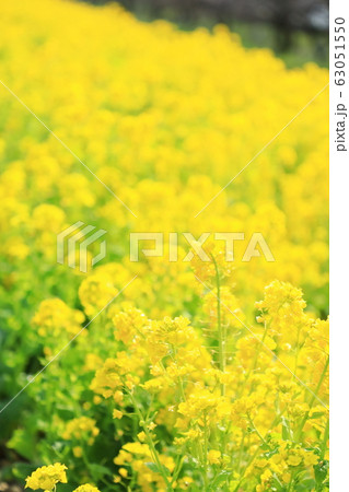 権現堂公園　春　満開　快晴 63051550