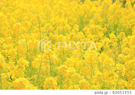 権現堂公園 春 満開 快晴 権現堂公園 春 満開 快晴 63051555