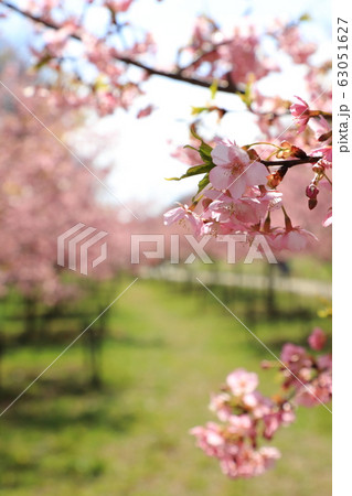 権現堂公園 春 満開 快晴 権現堂公園 春 満開 快晴 63051627