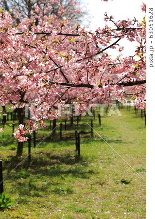 権現堂公園 春 満開 快晴 権現堂公園 春 満開 快晴 63051628