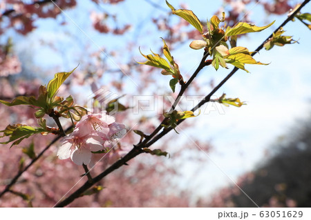権現堂公園　春　満開　快晴 63051629