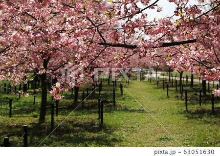 権現堂公園　春　満開　快晴 63051630