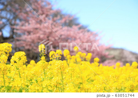 権現堂公園　春　満開　快晴 63051744