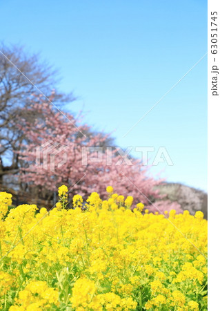 権現堂公園　春　満開　快晴 63051745