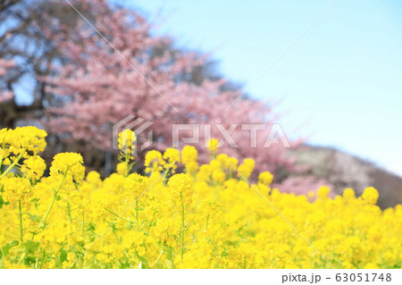 権現堂公園　春　満開　快晴 63051748