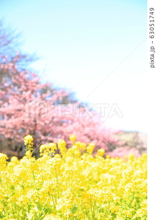 権現堂公園　春　満開　快晴 63051749