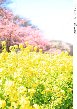 権現堂公園　春　満開　快晴 63051750