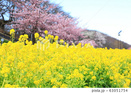 権現堂公園 春 満開 快晴 権現堂公園 春 満開 快晴 63051754