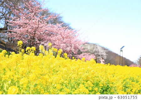 権現堂公園　春　満開　快晴 63051755