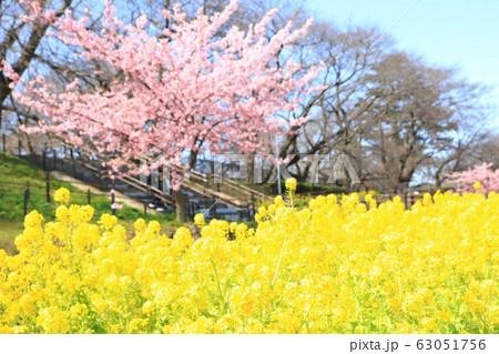 権現堂公園　春　満開　快晴 63051756