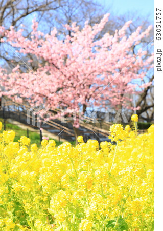 権現堂公園　春　満開　快晴 63051757