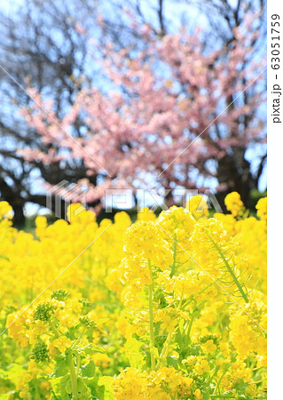 権現堂公園　春　満開　快晴 63051759