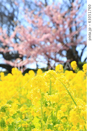 権現堂公園　春　満開　快晴 63051760