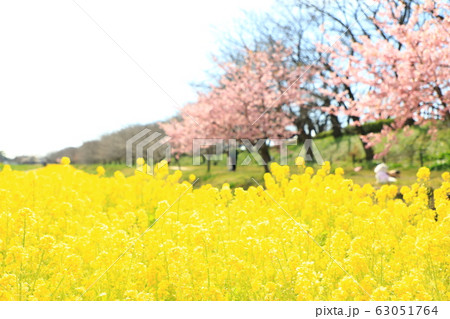 権現堂公園　春　満開　快晴 63051764