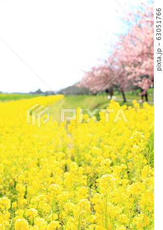 権現堂公園 春 満開 快晴 権現堂公園 春 満開 快晴 63051766