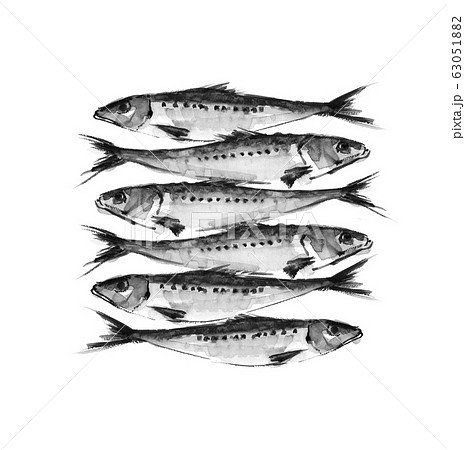 イカとイワシの手書きの画像 手書きイワシの魚 | Premiumベクトル素材
