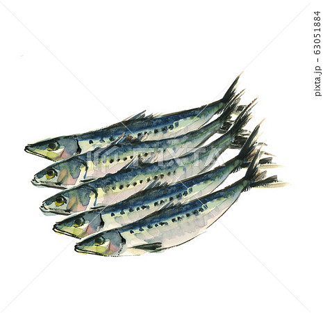 並んだイワシ 鰯 5尾 水彩  63051884