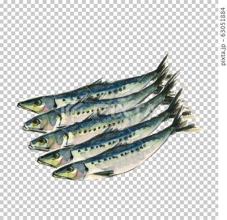 並んだイワシ 鰯 5尾 水彩  63051884
