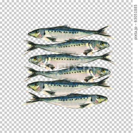 6 sardines lined with sardines watercolor 63051885