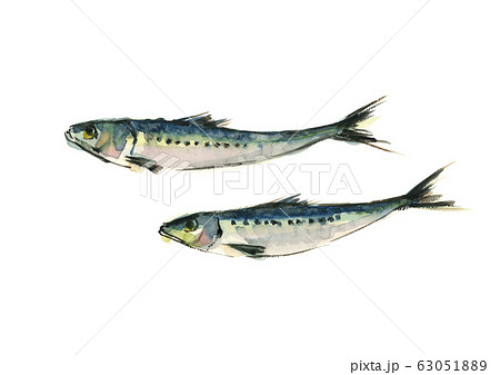 Waxwing 138 Sardine  Mackerel, Fish, Sardine