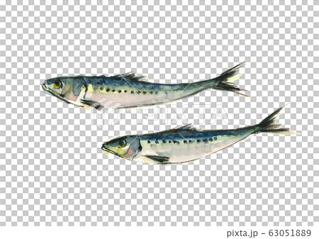 イワシ 鰯 2尾 水彩  63051889