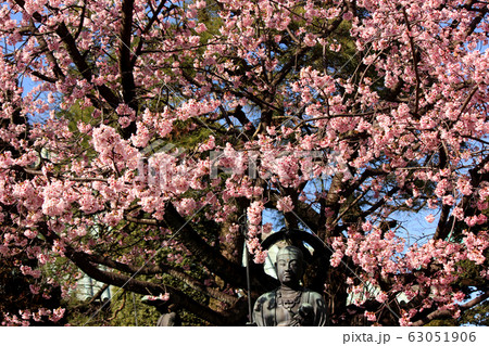 密蔵院の水掛地蔵尊と満開になった安行桜（2） 63051906