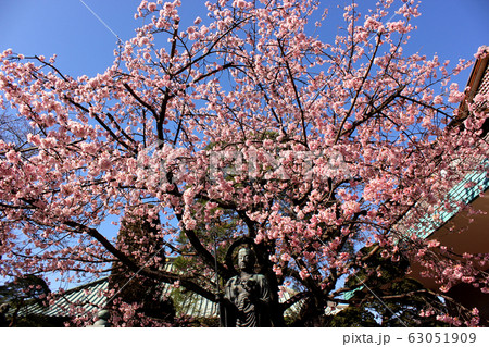 密蔵院の水掛地蔵尊と満開になった安行桜（5） 63051909