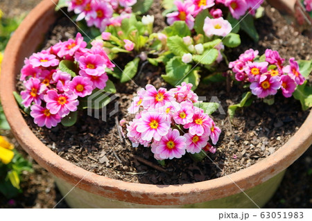 プリムラの花 ジュリアン プリムラの花 ジュリアン 63051983