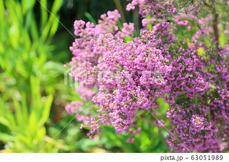 ジャノメエリカの花 ジャノメエリカの花 63051989