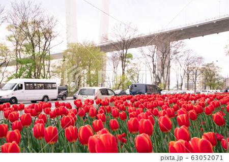 Vladivostok, Russia - May 07, 2019: Flowering tulips on the streets of Vladivostok. Vladivostok, Russia - May 07, 2019: Flowering tulips on the streets of Vladivostok. 63052071